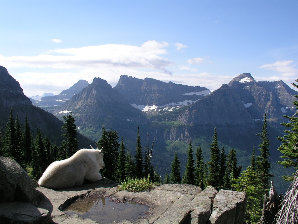 Birdwoman Falls Mountain Goat Glacier National Park