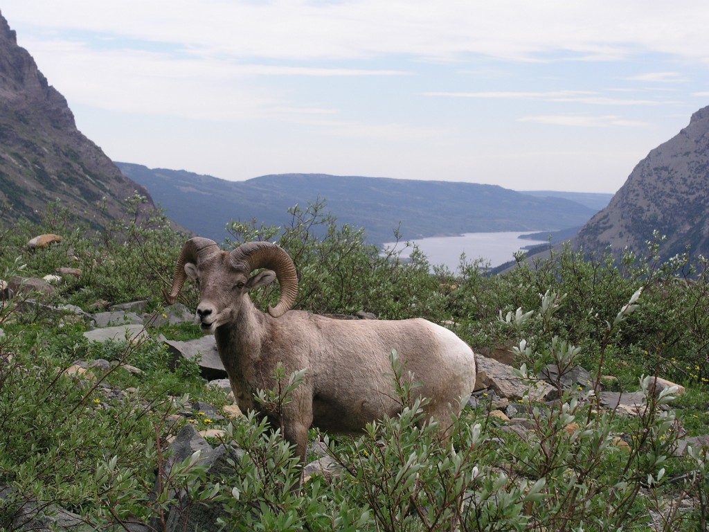 Bighorn Sheep