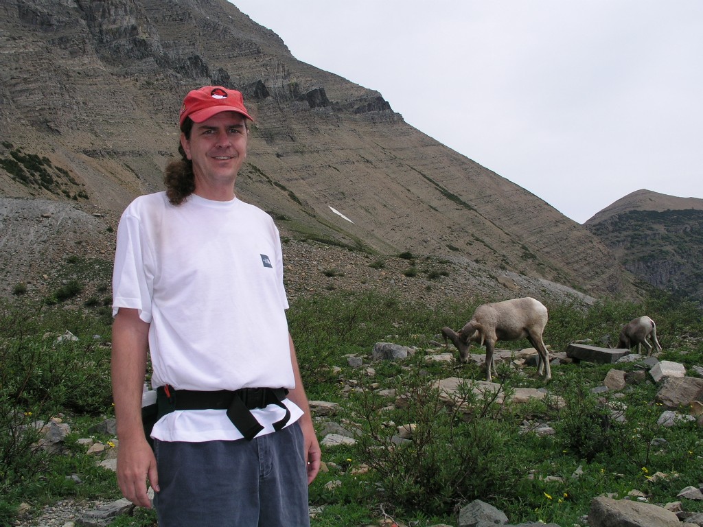 Bighorn Sheep