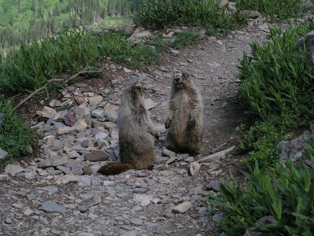Marmots Playing