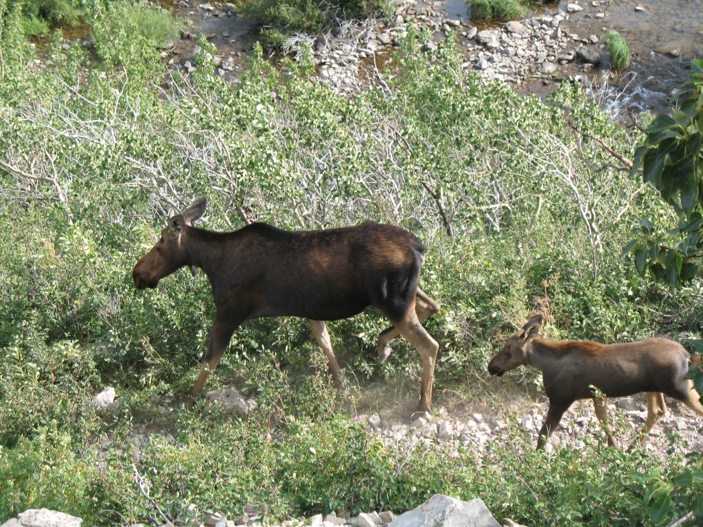 meese