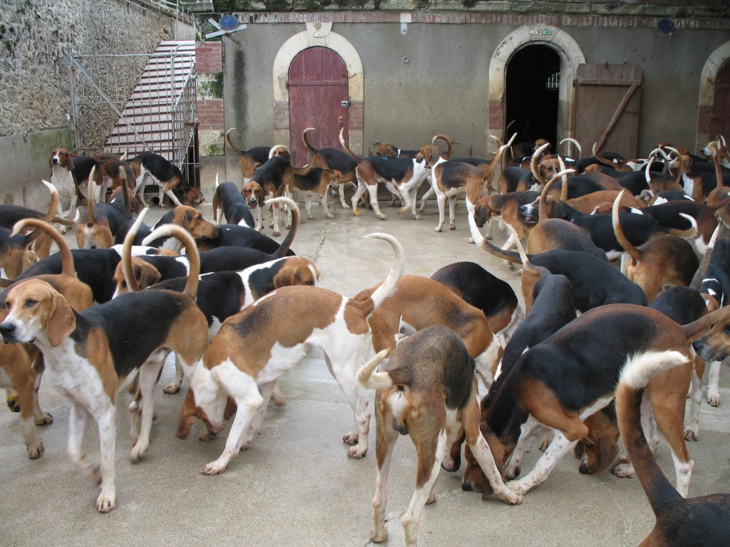 Cheverny - the hunting dogs