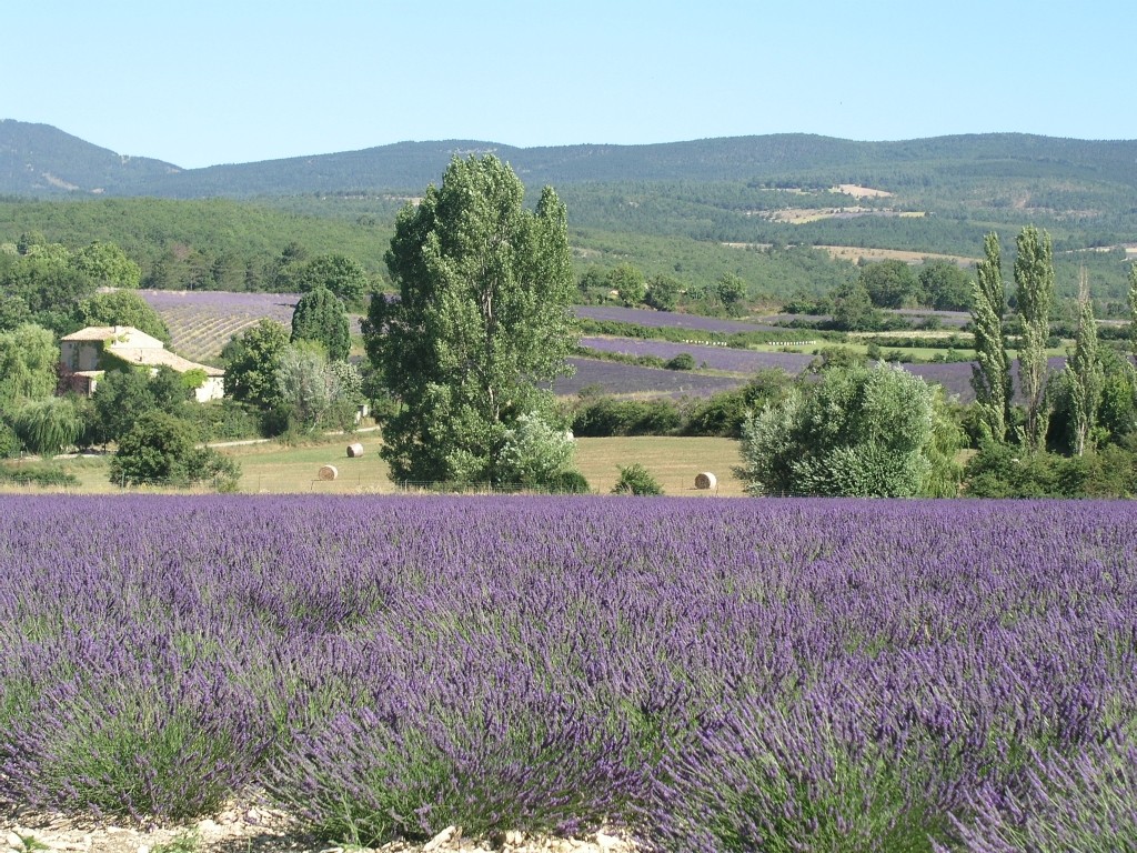 Lavender in Sault