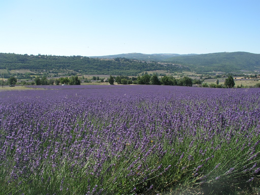 Lavender in Sault